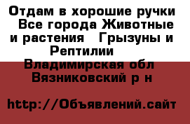 Отдам в хорошие ручки - Все города Животные и растения » Грызуны и Рептилии   . Владимирская обл.,Вязниковский р-н